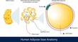 infographics of Human Adipose tissue Anatomy. white adipose tissue . labeled Structure of adipocytes with lipid droplets, blood vessels and Sympathetic innervation vector . lipocytes and obesity.