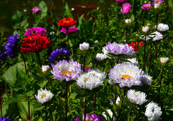 Wall Mural - blooming aster flowers of different colors on a flower bed in the garden on a sunny day