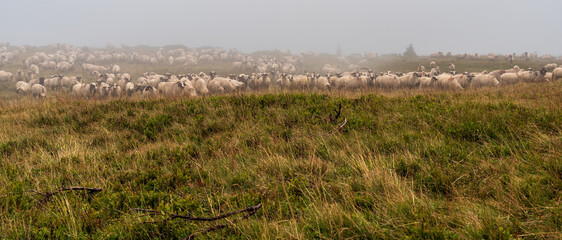 Wall Mural - sheep feeding on mountain meadow in Valcan mountains in Romania