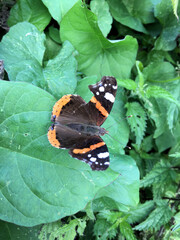 Sticker - butterfly on leaf