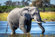Adult elephant bull walking through shallow water in Khwai Okavango Delta in Botswana
