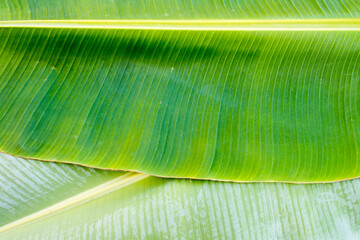 background texture nature colorful bright banana leaf arrangement flat lay style