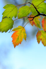 Wall Mural - autumn leaves on sky. autumnal colours leaf on colorful bokeh background. maple leaf on colorful bokeh background