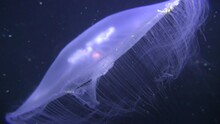 Common Jellyfish (Aurelia Aurita) Slowly Floats Against The Background Of A Dark Water Column Rich In Plankton.