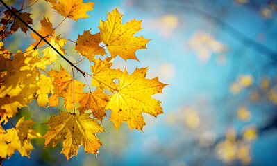 Autumn yellow maple leaves on a blurred forest background, very shallow focus. Colorful foliage in the autumn park. Excellent background on the theme of autumn.