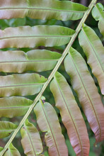 Close Up Of Green Leaf Detail