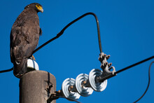 Eagle On An Electricity Pole