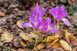 Colchicum purple grows in the garden. Blooming purple colchicum on a background of fallen autumn leaves.