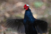 Male Pheasant In Motion Blur