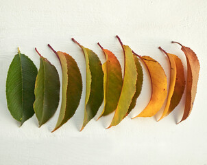 Wall Mural - The leaves changing colors from green to brown