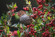 Bird Feed In A Red Berry Tree