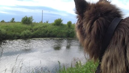 Sticker - German shepherd dog. The head of a dog with a tongue hanging out against the background of the river.