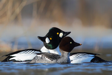 Wall Mural - Common goldeneye Birds in breeding season. Bucephala clangula