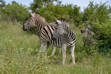 Fototapeta  - Zèbre de Burchell, Equus quagga burchelli, Parc national Kruger, Afrique du Sud