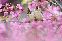 Two Birds In Pink Cherry Blossom Tree