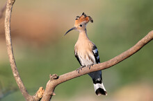 A Young Eurasian Hoopoe (Upupa Epops) Is Photographed In Soft Morning Light Against A Beautifully Blurred Background. Close-up Photo With Visible Details Of Bird Plumage