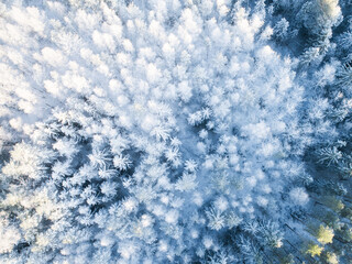 winter forest patterns. winter forest covered with snow aerial drone view. winter forest background.