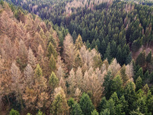 Aerial Drone View Of Forest Dieback In Northern Central Germany. Dying Spruce Trees In The Harz Mountains, Lower Saxony. Drought And Bark Beetle Infestation, Global Warming And Climate Change.