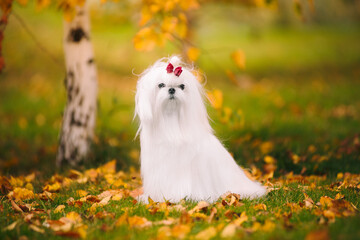 Wall Mural - White dog breed Maltese lapdog in the autumn forest. Beautiful autumn picture.
