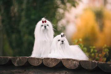 Wall Mural - Two white Maltese dogs on the bridge in autumn. Beautiful scenery.