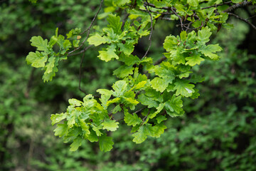 Nice green oak tree branch with leaves at summer time