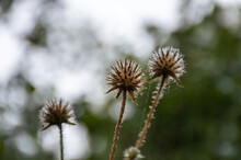 Close Up Of A Withered Brown Thistle With Rain Drops On It