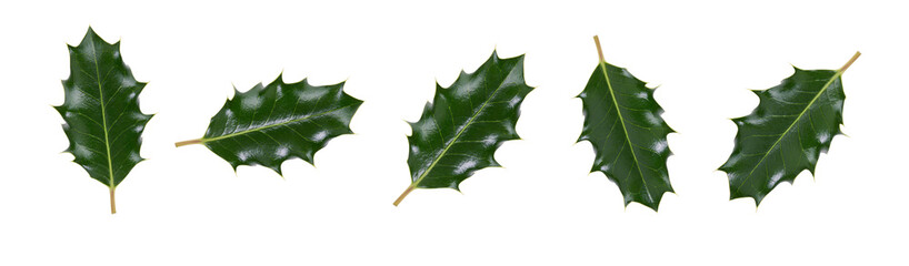 Wall Mural - a collction of large sized green spiky holly leaves for christmas decoration isolated against a whit