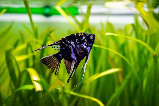 black and white angel fish in a fish tank with blurred background (Pterophyllum scalare)