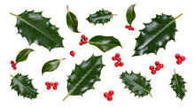 A Collection Of Smooth And Spiky Green Holly Leaves With Red Berries For Christmas Decoration Isolated Against A White Background.