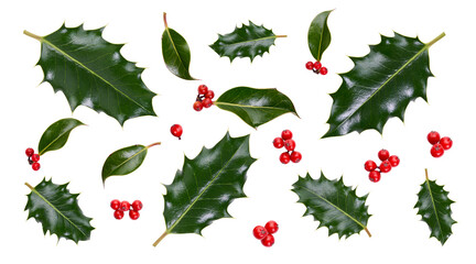 a collection of smooth and spiky green holly leaves with red berries for christmas decoration isolat