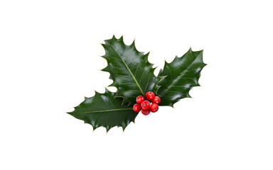 Wall Mural - a sprig, three leaves, of green holly and red berries for christmas decoration isolated against a wh