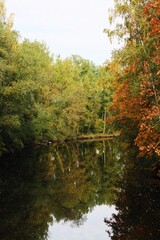 Wall Mural - Beautiful landscape of autumn trees in the forest 