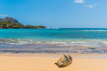 Wall Mural - Monk seal lounging on tropical sandy beach near ocean shore with mountain and trees in background 