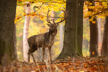 Wall Mural - Big fallow deer, dama dama, standing inside forest in autumn nature. Majestic stag looking around his territory in woodland. Wild spotted animal with antlers observing with orange leaves in background