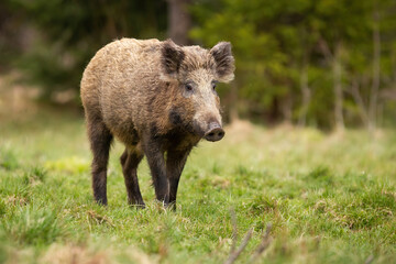 Wall Mural - hairy wild boar, sus scrofa, walking on meadow in autumn nature. brown big mammal moving on green fi