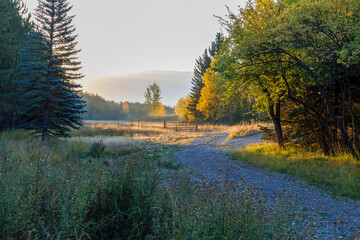 Wall Mural - autumn landscape in the early morning at sunrise with brightly lit wooded scene and gravel road leading to a farmer's field