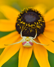 A Goldenrod Crab Spider Waits On A Black-eyed Susan In Ambush For Its Prey