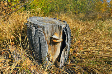 Wall Mural - dry wooden stump on meadow