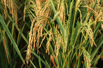 Paddy crop ready to harvest close up shot selective focus on object.