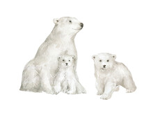 Watercolor Illustration With Polar Bears. Animals Illustrations, Mother With Cub. Cute Wild Animal. Polar Bears Isolated On White Background