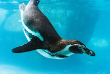 Humboldt Penguin Is Swimming In The Pool