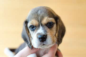 Wall Mural - beagle puppy