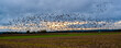 Vogelschwarm zieht über leere Felder