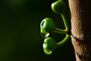 green, nature, plant, leaf, macro, vegetable, leaves, food, garden, spring, animal, close-up, closeup, insect, fresh, water, forest, flower, tree, white, pepper, branch, wild, bud, summer