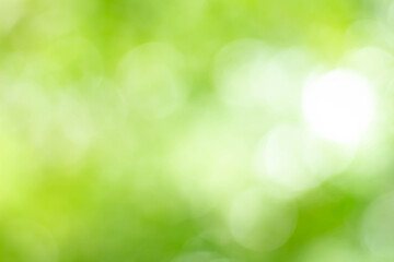 Wall Mural - green bokeh bright blurred green background is a beautiful natural sparkle in the daytime of the tre