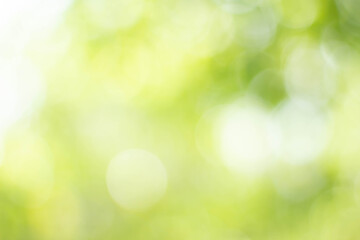 Wall Mural - green bokeh bright blurred green background is a beautiful natural sparkle in the daytime of the tre
