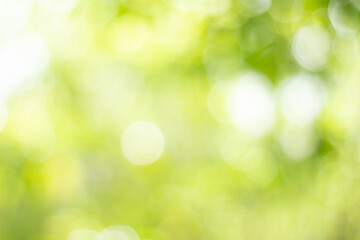 Wall Mural - green bokeh bright blurred green background is a beautiful natural sparkle in the daytime of the tre