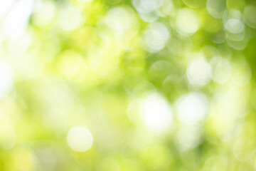 Wall Mural - green bokeh bright blurred green background is a beautiful natural sparkle in the daytime of the tre