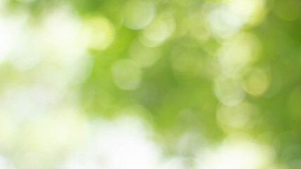 Wall Mural - green bokeh bright blurred green background is a beautiful natural sparkle in the daytime of the tre
