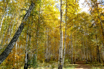 Wall Mural - Autumn landscape with yellow trees. Beautiful bright view of nature in the fall lit by natural sunlight.